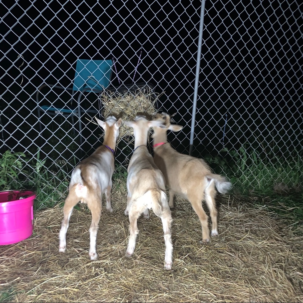 Meet your Posher, Shannon